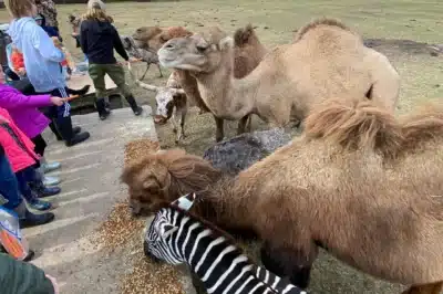 Feeding a variety of exotic animals