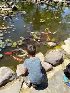 Little boy looking at a koi pond