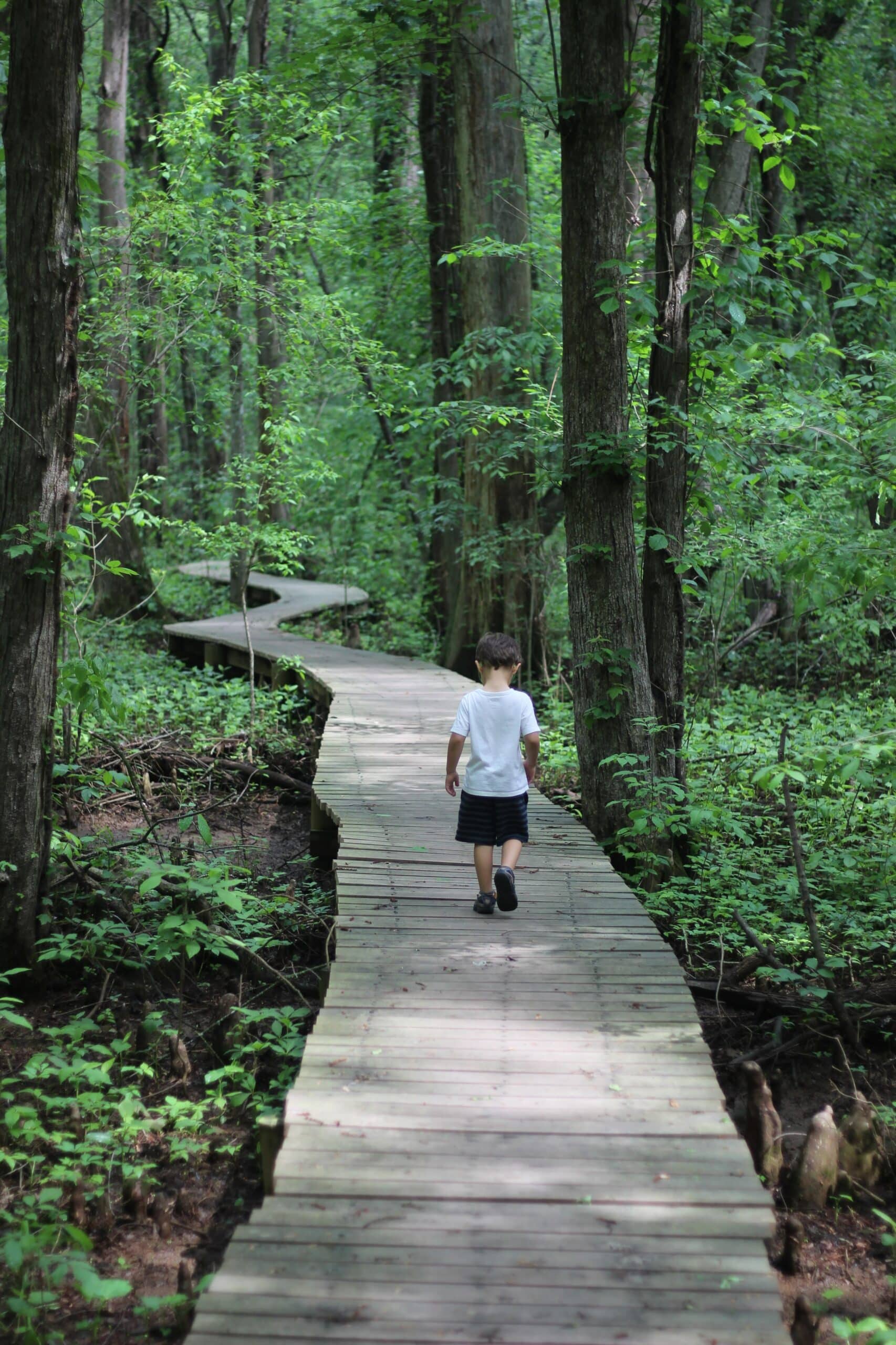Trees With Knees Exploring Battle Creek Cypress Swamp Annapolis Moms