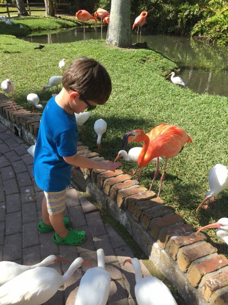 Feeding a flamingo at the Sarasota Jungle Gardens