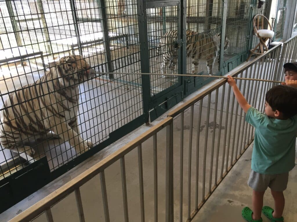 Even the big cats get a snack at Sarasota Jungle Gardens.