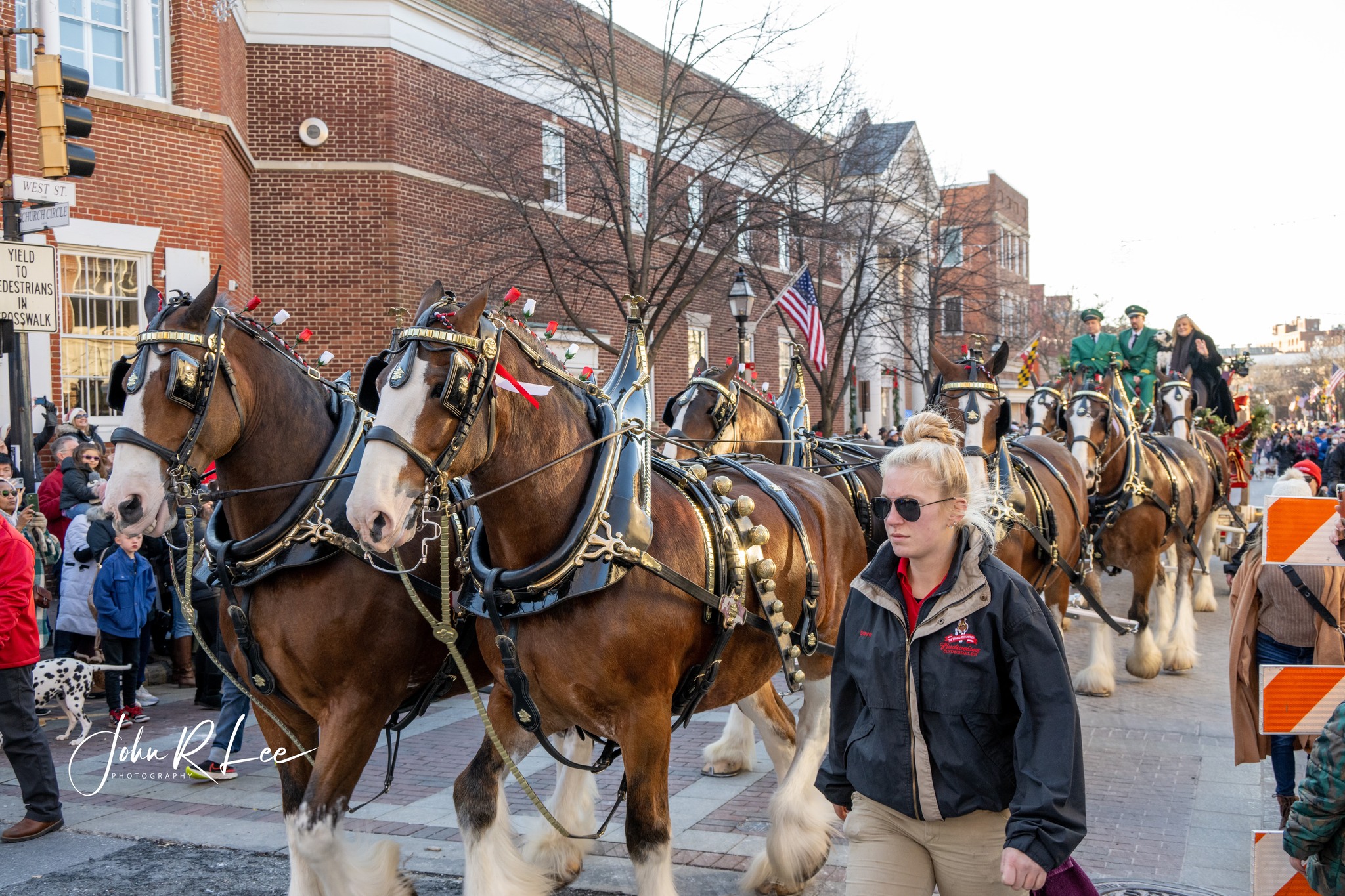 Miracle on West Street: Budweiser Clydesdale Horses