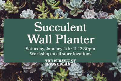 Succulent Wall Planter Workshop