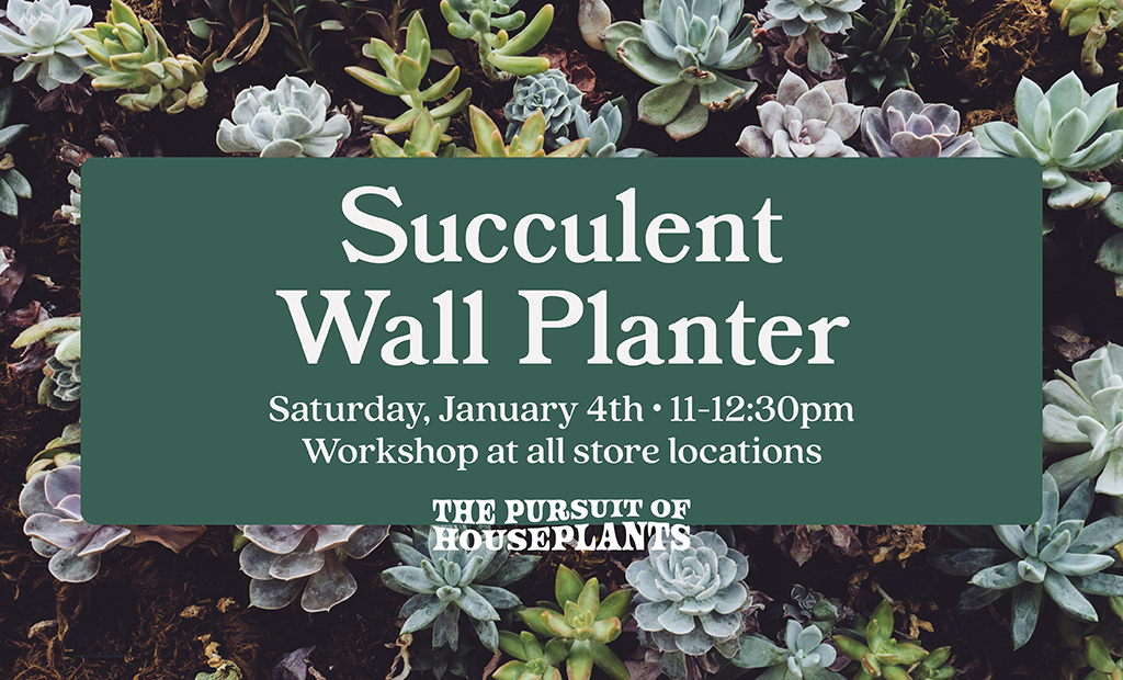 Succulent Wall Planter Workshop