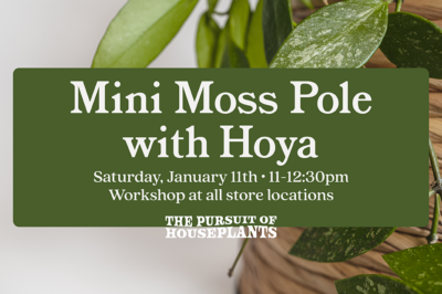 Mini Moss Pole with Hoya