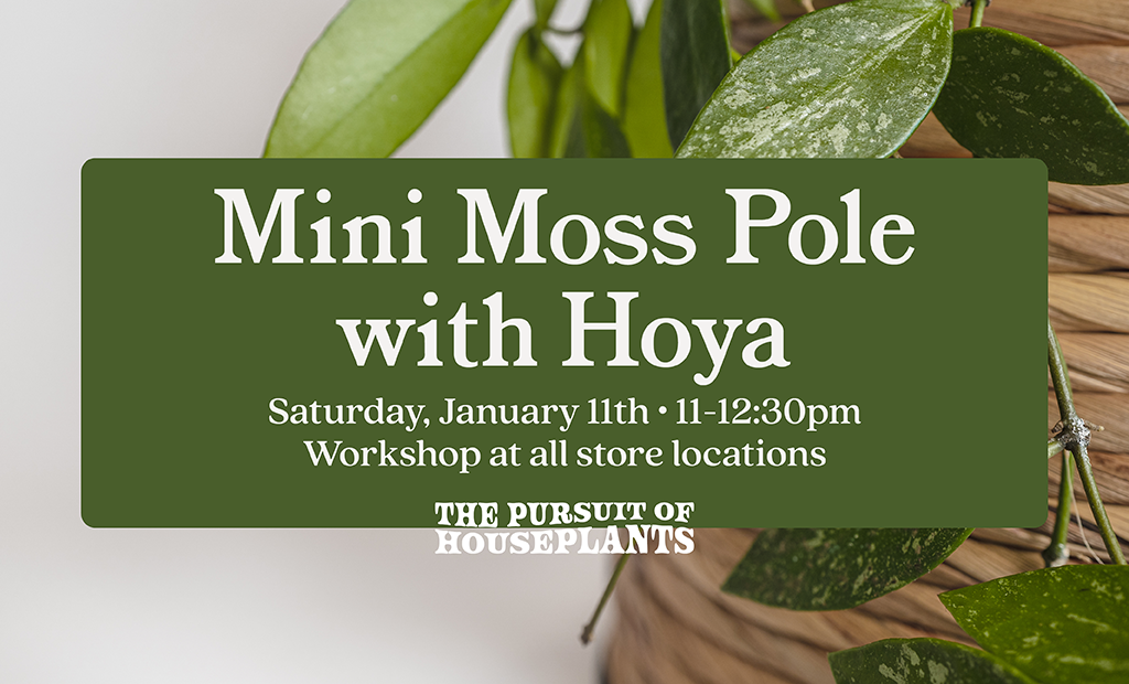 Mini Moss Pole with Hoya