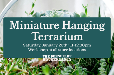 Miniature Hanging Terrarium Workshop