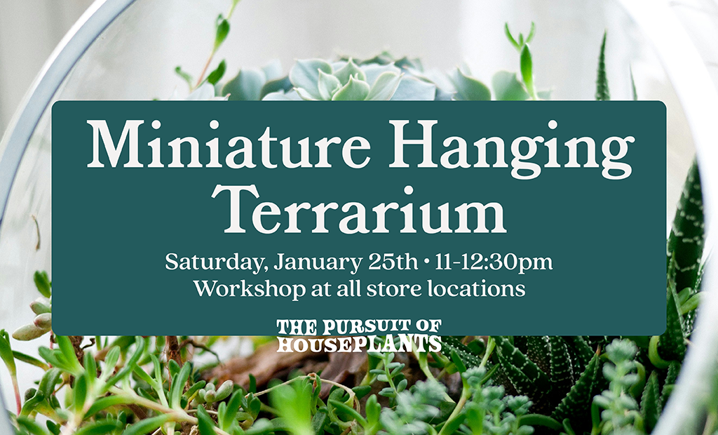 Miniature Hanging Terrarium Workshop