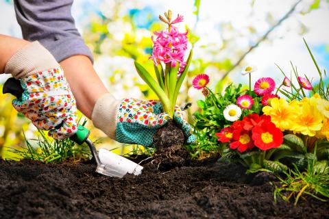 Severna Park Plant Club