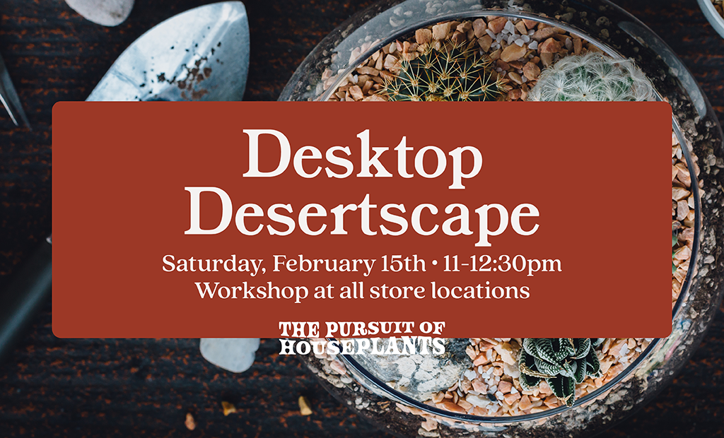 Desktop Desertscape Workshop