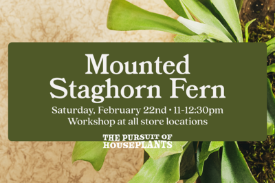 Mounted Staghorn Fern Workshop