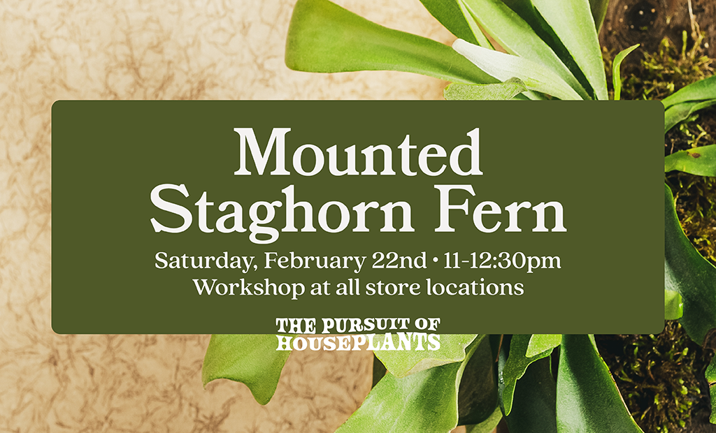 Mounted Staghorn Fern Workshop