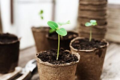 Seed Starting with a Professional Horticulturist