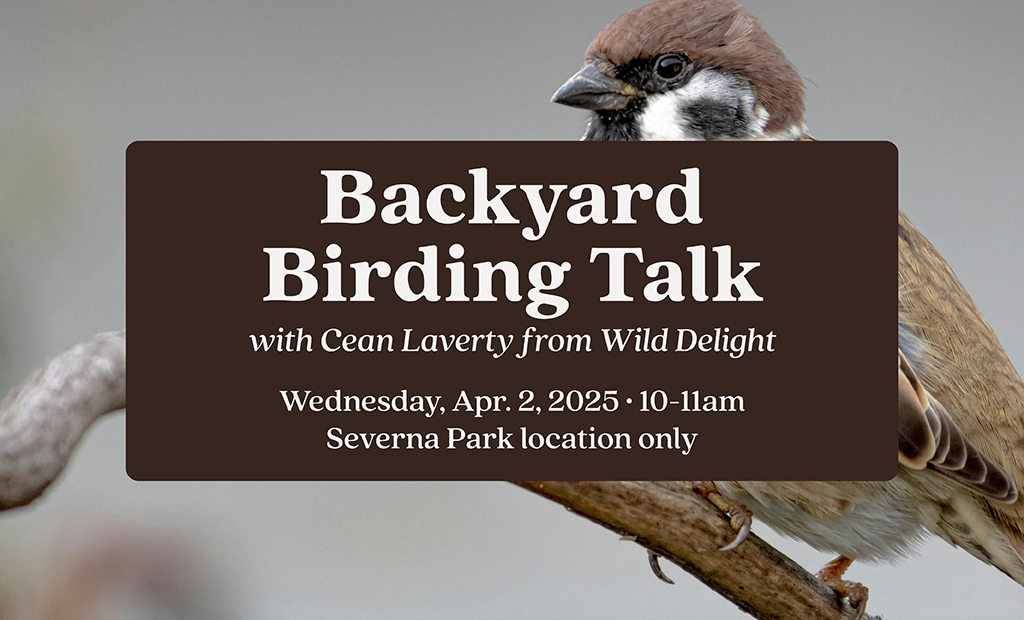 Backyard Birding Talk