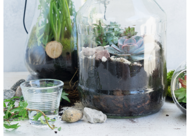Earth Day Terrariums