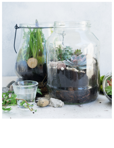 Earth Day Terrariums