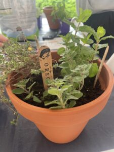 Culinary Herb Workshop