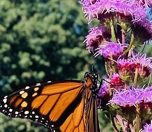 Homeschool Program: Monarch Mania