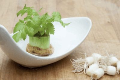 Kitchen Scraps Gardening