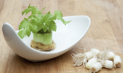 Kitchen Scraps Gardening