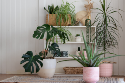 Houseplant Swap