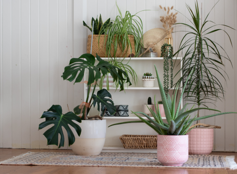 Houseplant Swap