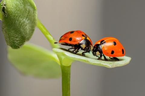 Bug Ball