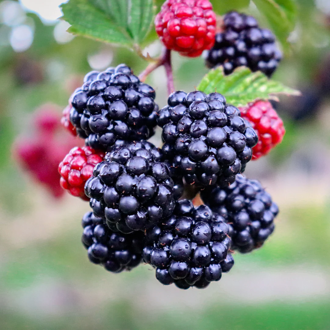 Berry Blitz: From Harvest to Cobbler