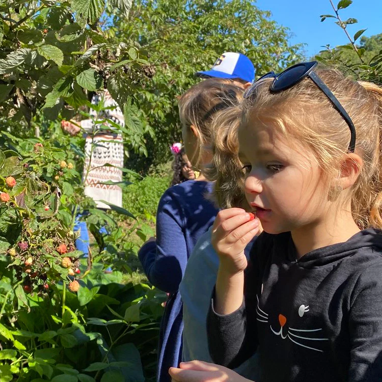 Pick Your Own Berries @ Honey's Harvest Farm