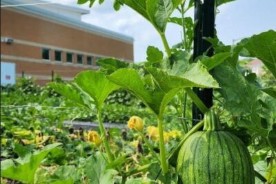 FarmUnity Harvest Festival