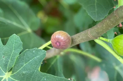 Guided Fig Foraging on the Farm