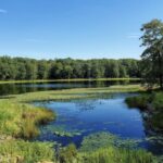Scenic view of water and trees