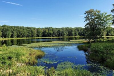 Scenic view of water and trees