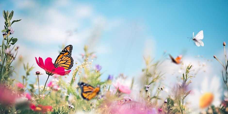 Morning Message w/ Spirit