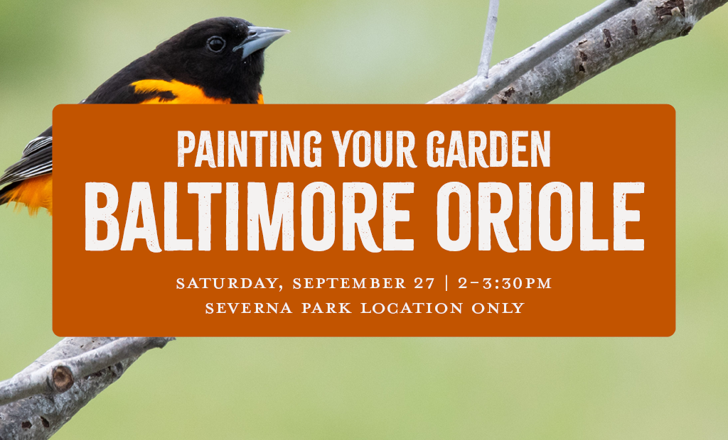 Painting Your Garden: Baltimore Oriole