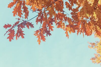 Autumn Light Reiki, Sound Bath & Meditation