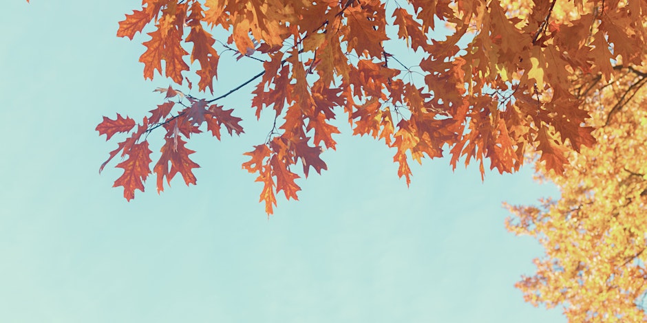 Autumn Light Reiki, Sound Bath & Meditation