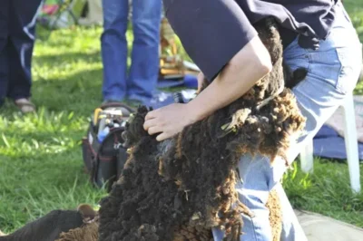 Maryland Sheep & Wool Festival