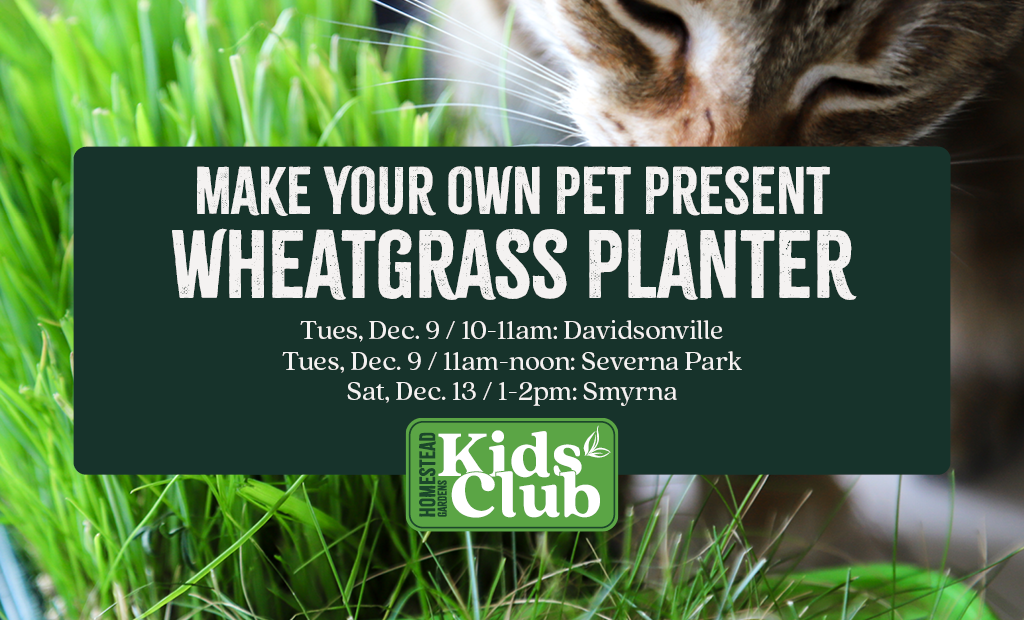 Pet Present Wheatgrass Planter