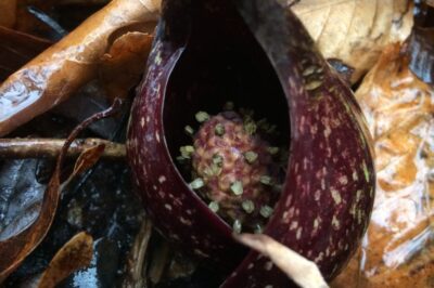 Skunk Cabbage Swamp Stomp