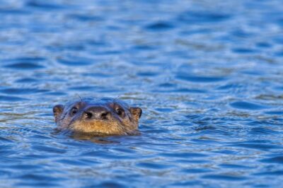 Magnificent Marsh Mammals