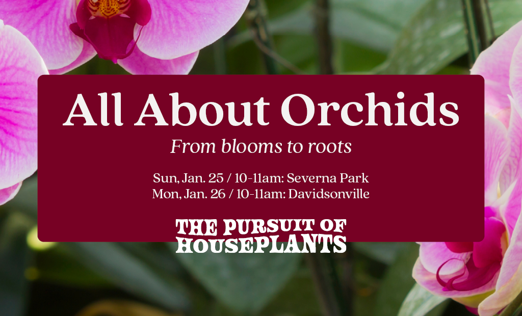 All About Orchids: From Blooms to Roots