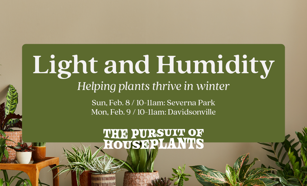 Understanding Light & Humidity: Helping Plants Thrive in Winter