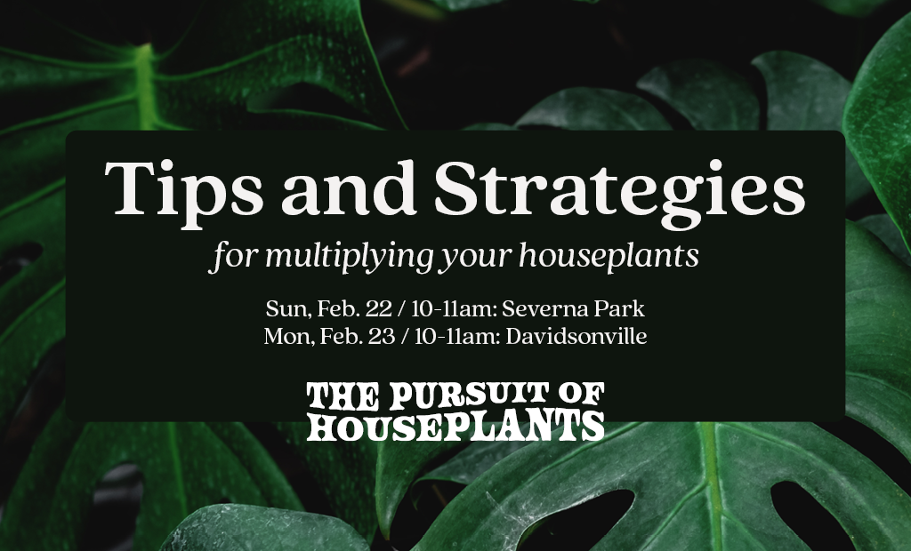 Tips and Strategies for Multiplying Your Houseplants