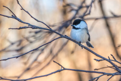 Waterbird Survey @ Jug Bay