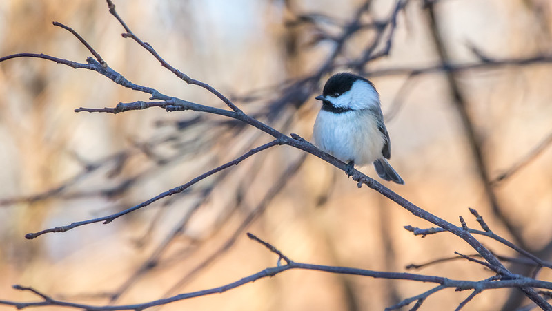 Waterbird Survey @ Jug Bay
