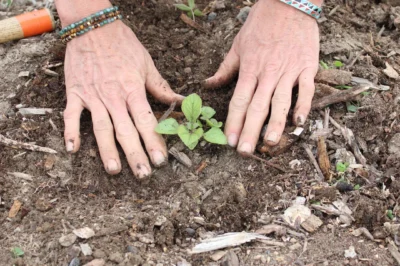 Living Soil Workshop