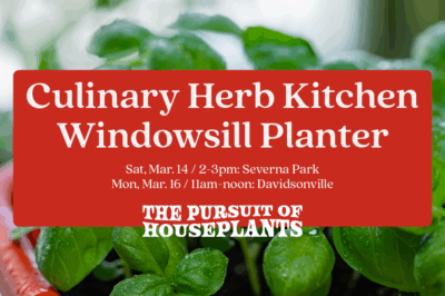 Window Sill Culinary Herb Planter Workshop