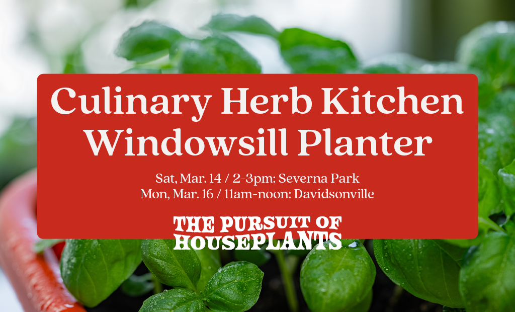 Window Sill Culinary Herb Planter Workshop
