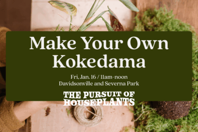 Make Your Own Kokedama
